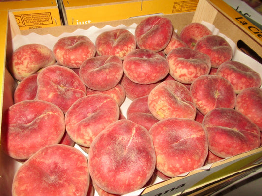 Peach Flat Donut Box