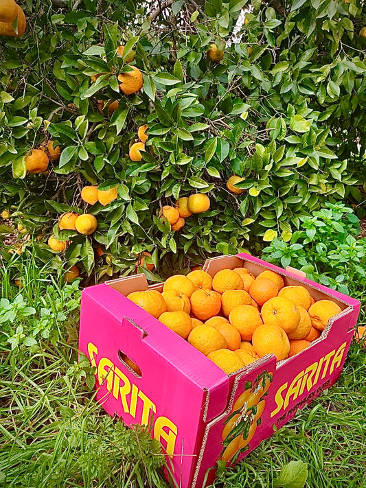 Marmalade Seville Oranges Box