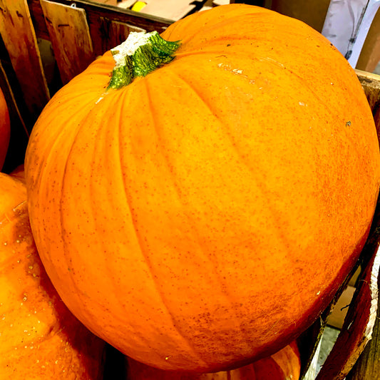 Pumpkin extra large